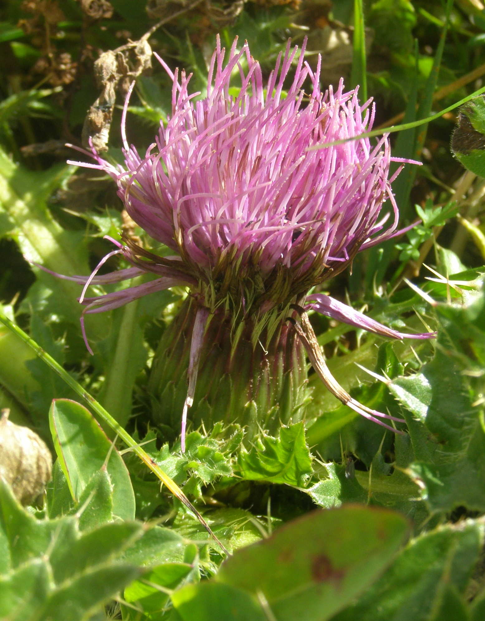 Cirsium acaulon (=acaule) / Cardo nano